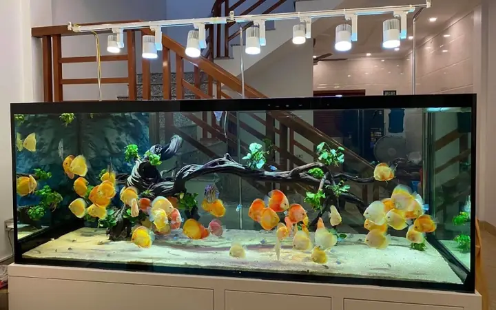 Bể Cá Cảnh Hiện Đại