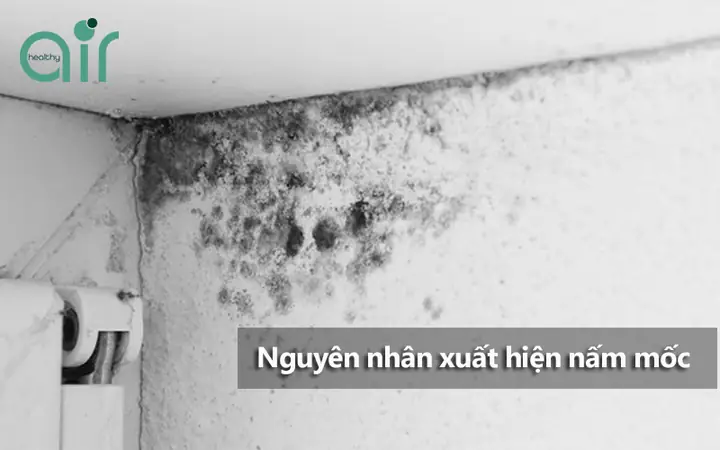 Cách Chống Ẩm Mốc Trong Phòng Ngủ