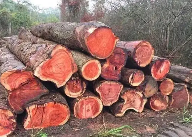 Cách Nhận Biết Gỗ Cẩm Lai