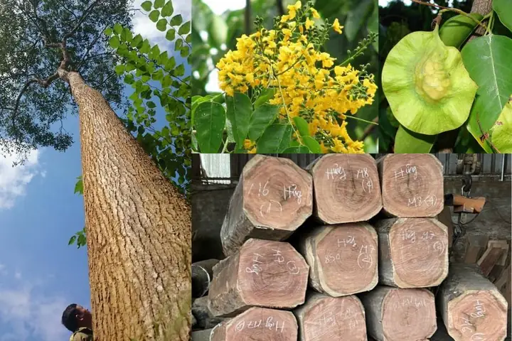 Cách Nhận Biết Gỗ Hương Xám