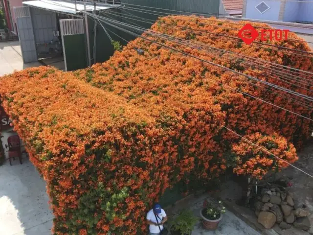 Cách Trồng Cây Trên Mái Tôn