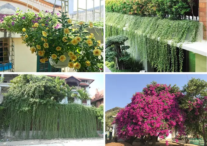 Cách Trồng Cây Trên Mái Tôn