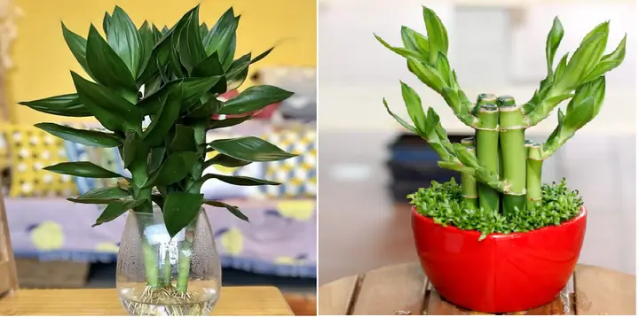 Cây Hợp Tuổi Đinh Mão