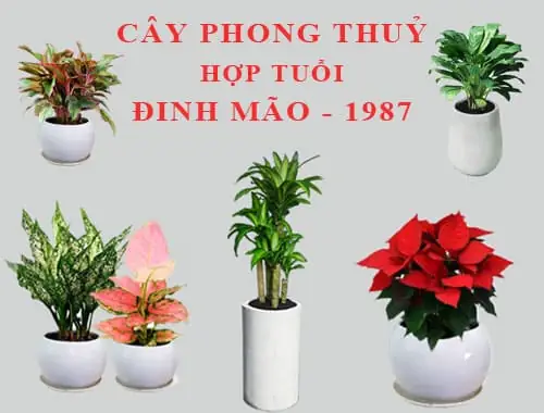 Cây Hợp Tuổi Đinh Mão