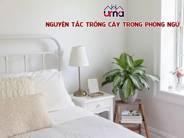 Cây Phong Thủy Trong Phòng Ngủ