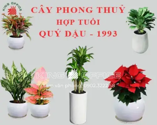 Cây Phong Thủy Tuổi Dậu 1993