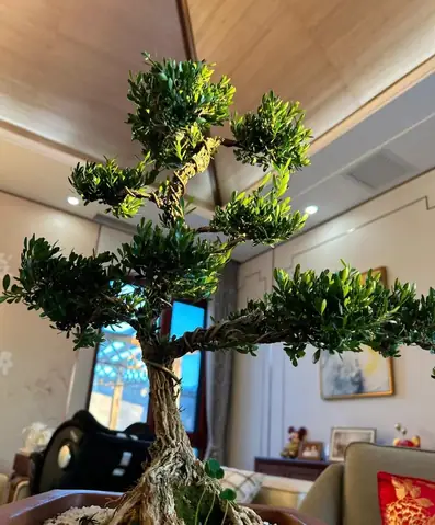 Cây Trồng Trong Phòng Khách