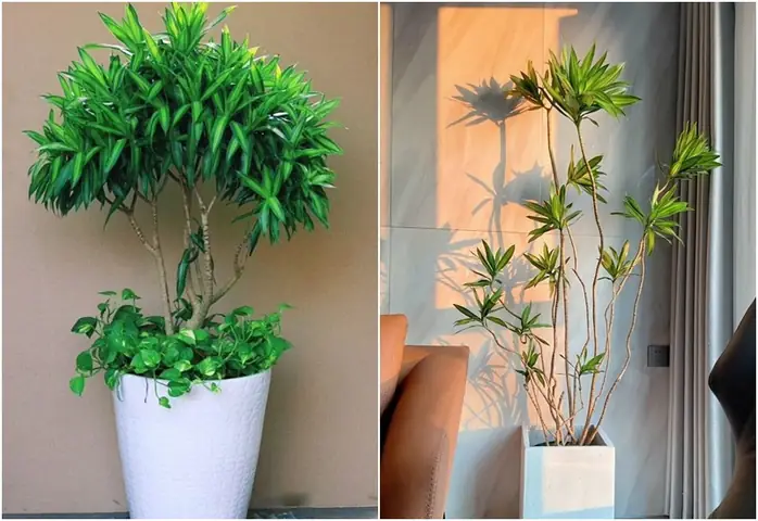 Cây Trồng Trong Phòng Khách