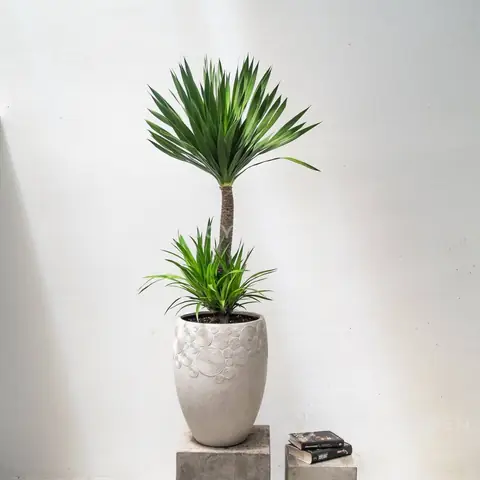 Cây Trồng Trong Phòng Khách