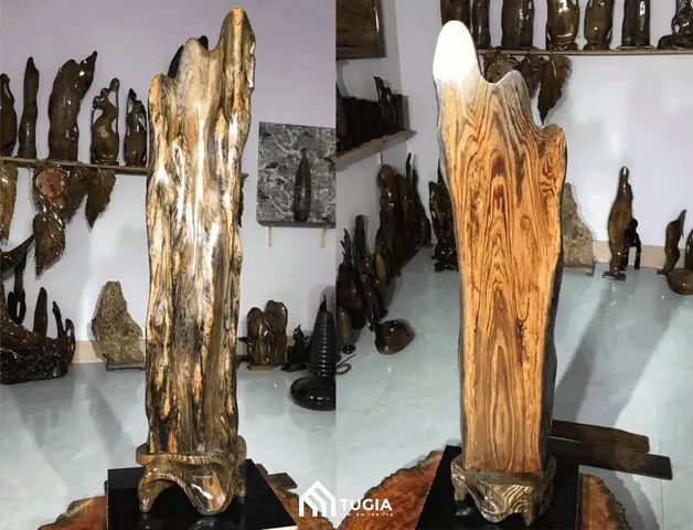 Công Dụng Của Gỗ Thủy Tùng