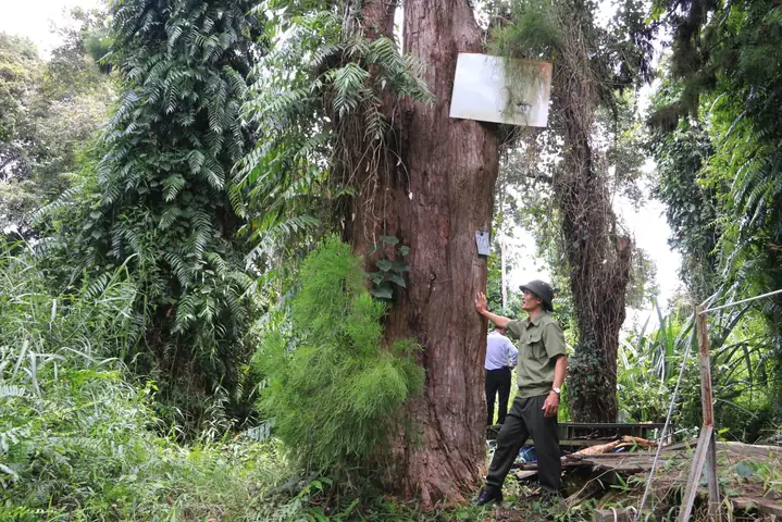 Công Dụng Của Gỗ Thủy Tùng