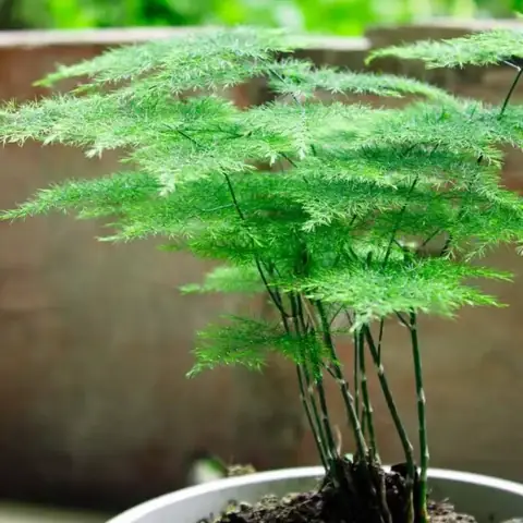 Công Dụng Của Gỗ Thủy Tùng