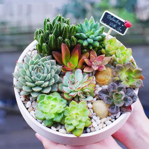 Đá Phong Thủy Tuổi Quý Dậu