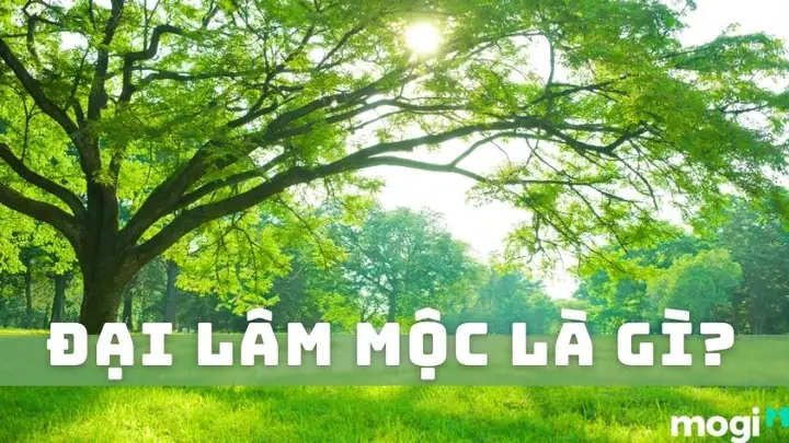 Đại Lâm Mộc Hợp Hướng Nào