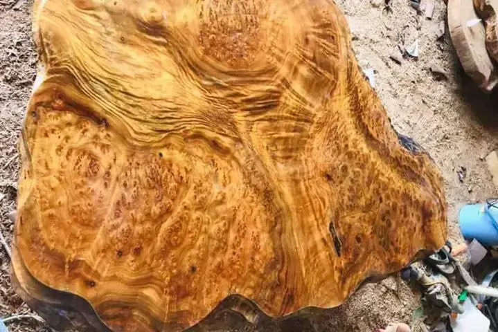 Giá Bán Gốc Cây Xá Xị