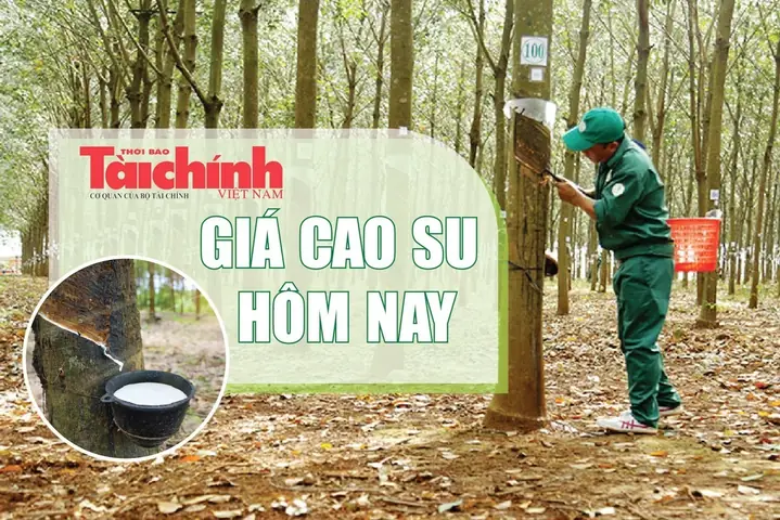 Gia Go Cao Su Nam 2018