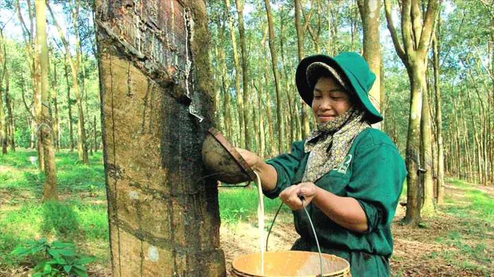 Gia Go Cao Su Nam 2018
