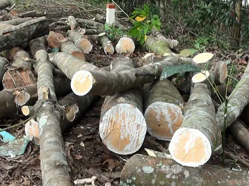 Gỗ Cao Su Thuộc Nhóm Mấy