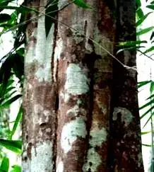 Gỗ Cây Trâm Thuộc Nhóm Mấy