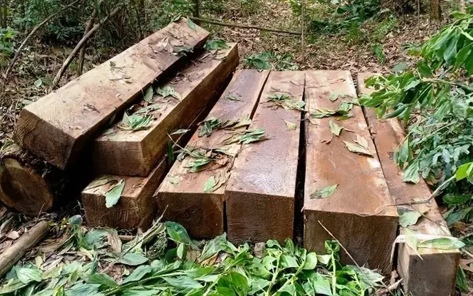 Gỗ Chuồn Là Gỗ Gì