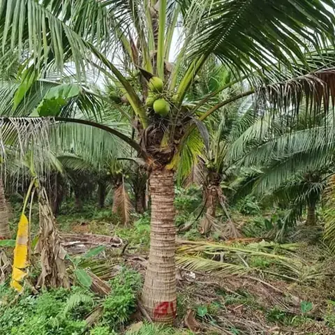 Gỗ Dừa Có Bền Không