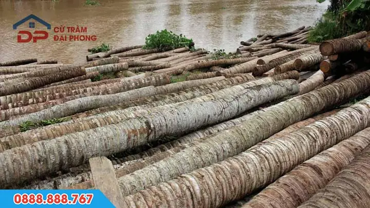 Gỗ Dừa Có Bền Không