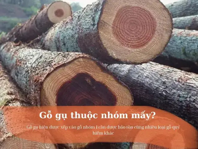 Gỗ Gụ Có Mấy Loại