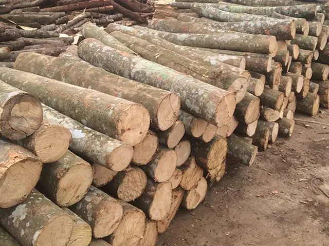 Gỗ Keo Có Mọt Không