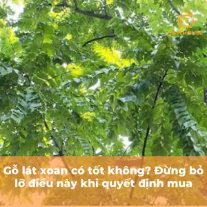 Gỗ Lát Xoan Có Tốt Không