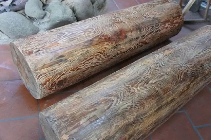 Gỗ Thủy Tùng Là Gỗ Gì