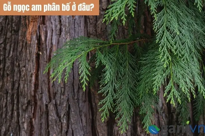 Hình Ảnh Cây Gỗ Ngọc Am
