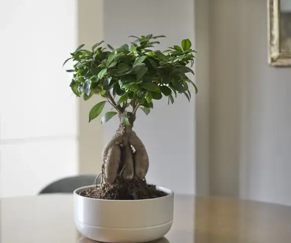 Hướng Đặt Cây Phong Thủy