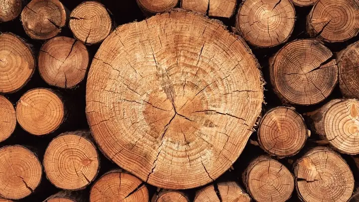 Mùi Gỗ Xá Xị Có Độc Không