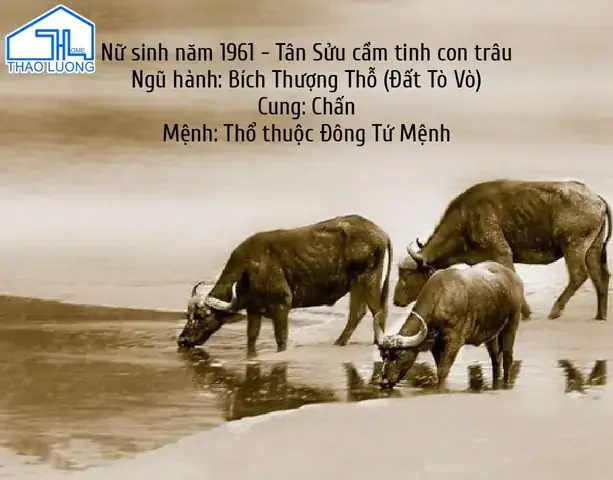Nữ Sinh Năm 1961 Hợp Hướng Nào