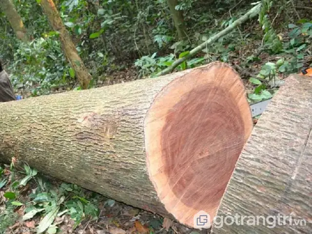 Phân Biệt Gỗ Xoan Đào Và Xoan Ta