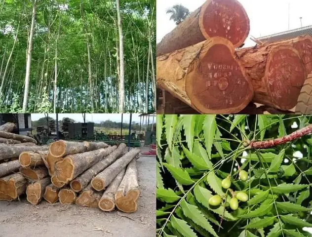 So Sánh Gỗ Xoan Đào Và Căm Xe