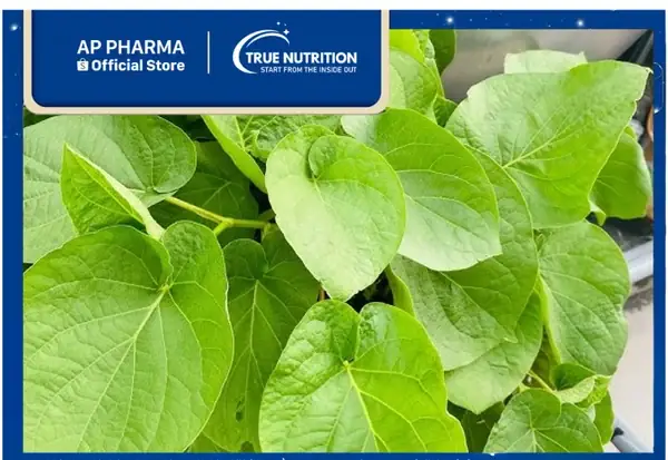 Tác Dụng Của Cây Xá Xị