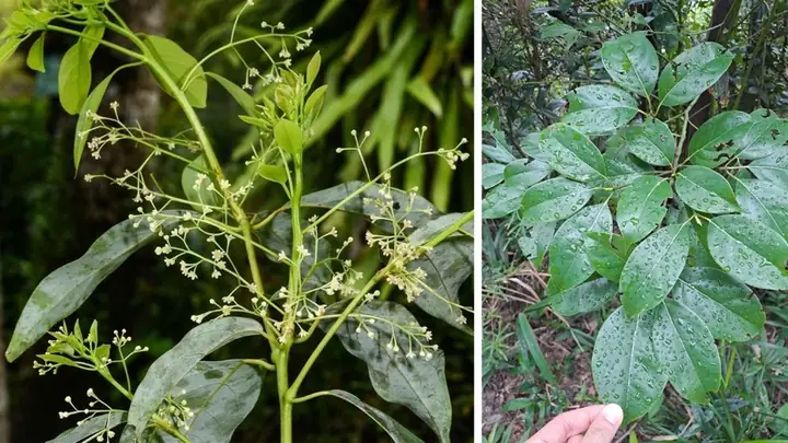 Tác Dụng Của Cây Xá Xị