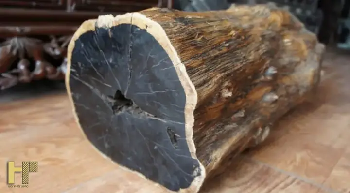 Tên Các Loại Cây Gỗ