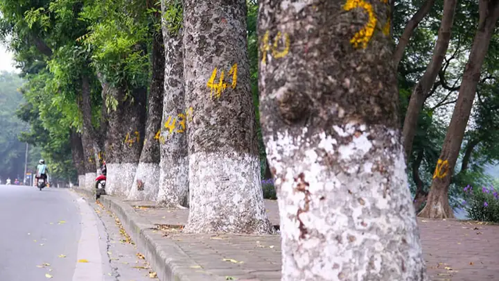 Tên Các Loại Cây Gỗ