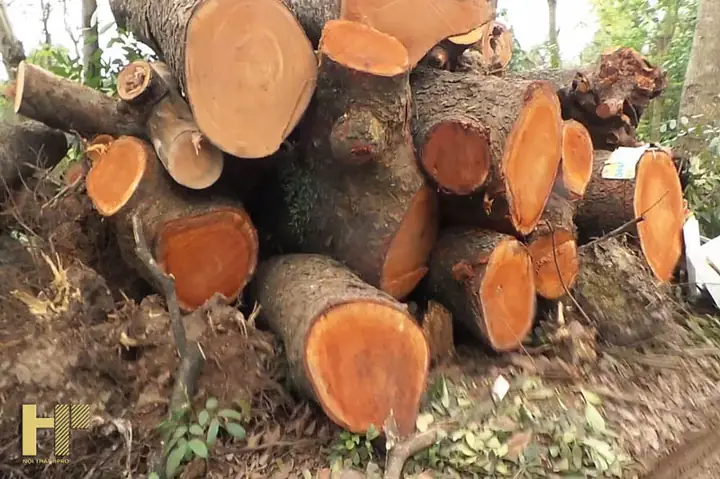 Tên Các Loại Cây Gỗ