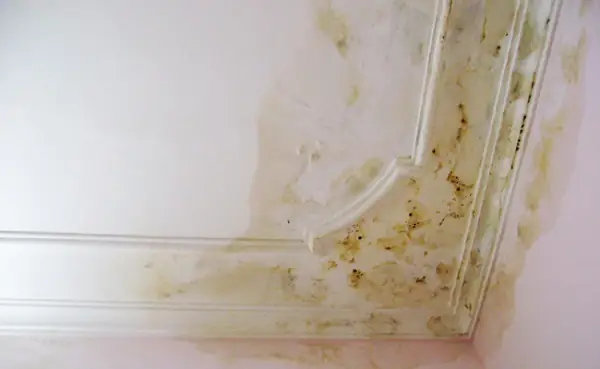 Trần Nhà Bị Thấm Nước