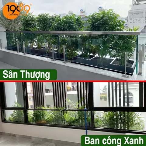 Trồng Cây Trên Ban Công