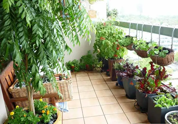 Trồng Cây Trên Ban Công