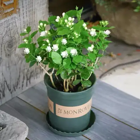 Trồng Hoa Nhài Trong Phòng Ngủ