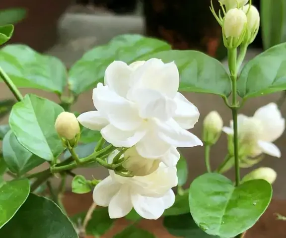 Trồng Hoa Nhài Trong Phòng Ngủ